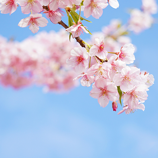 桜の花の画像